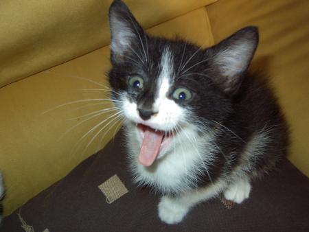 qu'est ce qu'il ya encore?